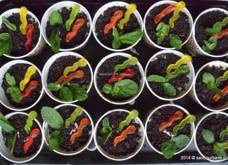 Prajitura musuroi in ghiveci cu mousse de iaurt si fucte proaspete Prajitura musuroi in ghiveci cu mousse de iaurt și fucte proaspete savori urbane